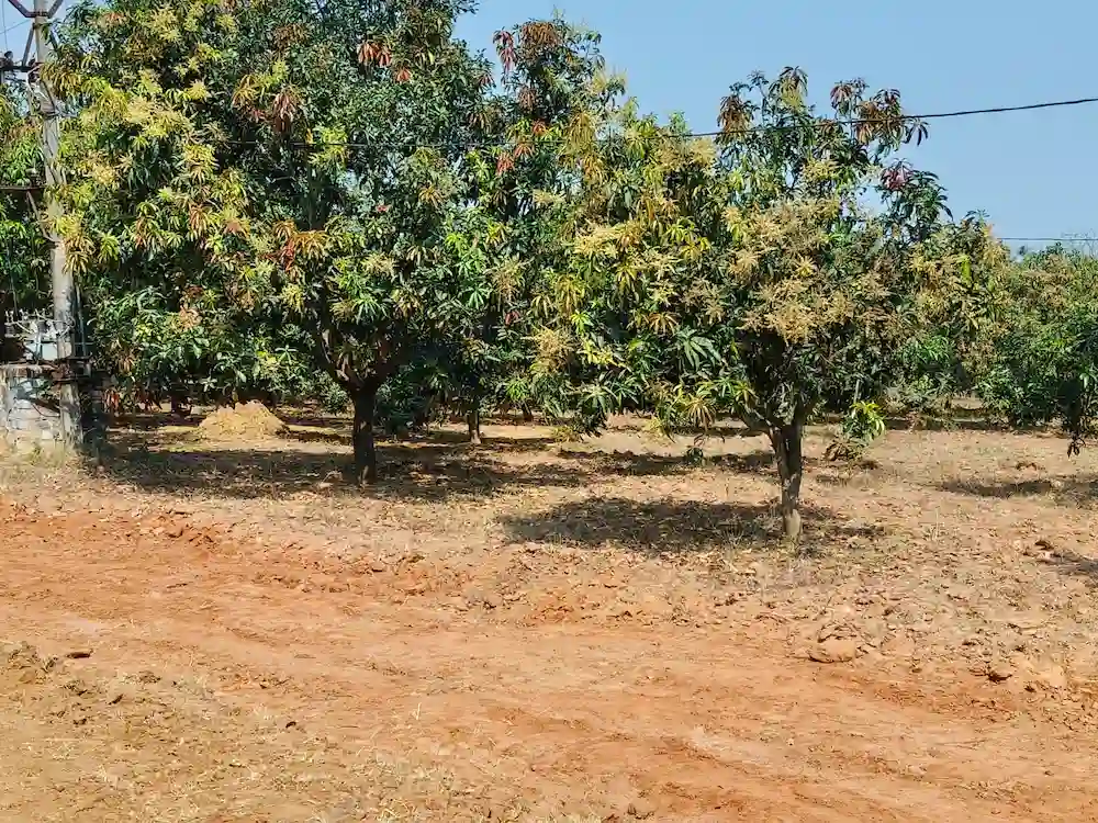 Nature Friendly Open Plots Near Mango Gardens