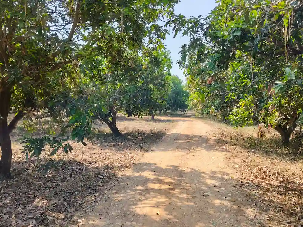 Open Plots Amid Mango Tree Avenue